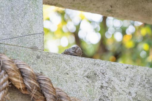 鳥居に乗ってる石 鳥居に乗ってる石 鳥居,神社,石の写真素材