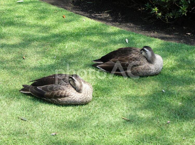 芝生の上のカモ02（昼寝） カモ,顔をこちら,羽毛の写真素材