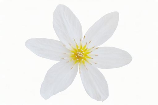 White flower * See below for cutout path, JPG White flower * See below for cutout path, JPG