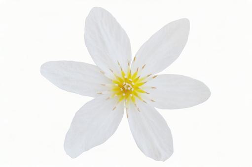 White flower * See below for cutout path, زهرة, الأبيض, تخفيضات, JPG