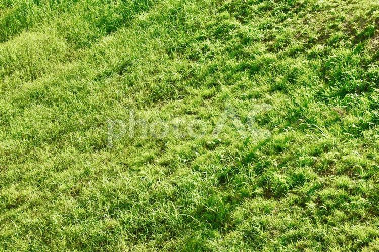 緑鮮やかな初夏の川べりの土手の斜面の背景素材 草むら,夏草,草の写真素材