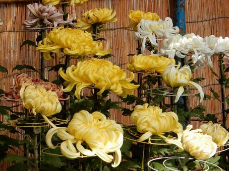 【風景写真】福山菊花展覧会の風景 キク,菊,菊花展の写真素材