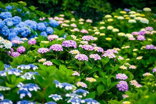 <五島の風景>梅雨の風景と紫陽花の花 <五島の風景>梅雨の風景と紫陽花の花の写真