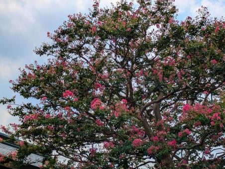 サルスベリ 木,夏,百日紅の写真素材