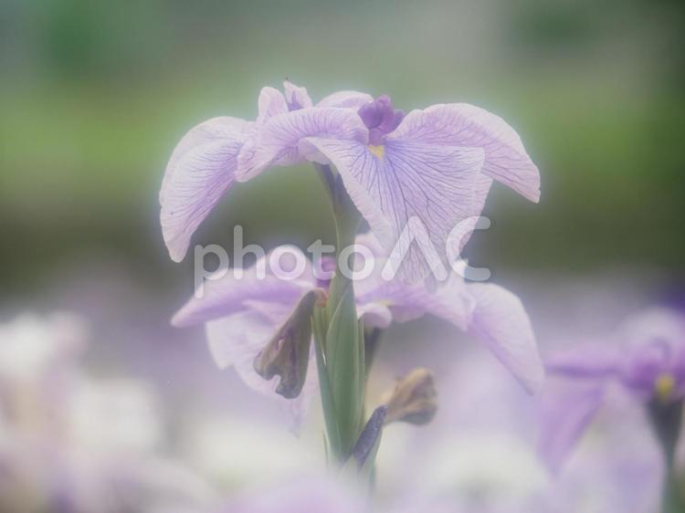 晴れの日の花しょうぶ園 花しょうぶ,花しょうぶ園,赤堀花しょうぶ園の写真素材