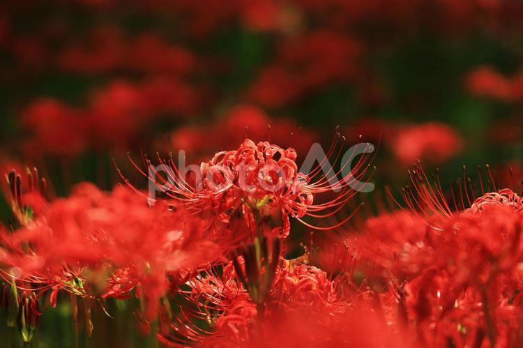 巾着田の曼殊沙華 巾着田,曼殊沙華,彼岸花の写真素材