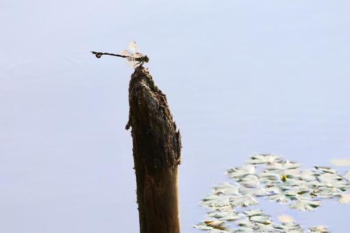 ウチワヤンマ トンボ,生き物,昆虫の写真素材