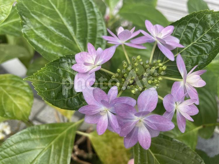 まぁるく咲きました 四季,満開,花の写真素材