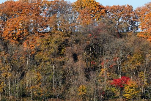 北海道の紅葉 紅葉,枯れ木,秋の写真素材