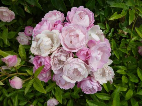 ローズガーデンの花5 ローズガーデンの花5 バラ,花フェスタ記念公園,ぎふワールド・ローズガーデンの写真素材