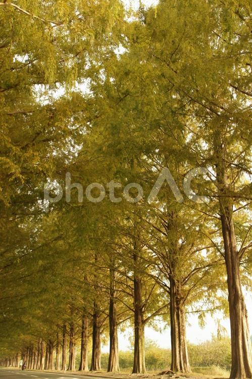 メタセコイア並木 メタセコイア,マキノ,紅葉の写真素材