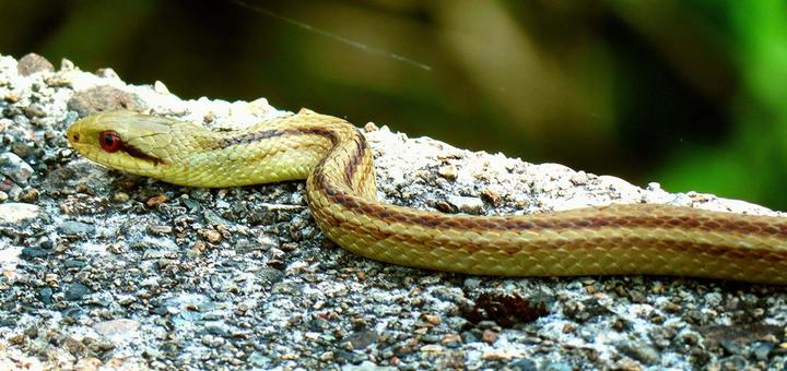 Photo, snake, a snake, shark snake, 