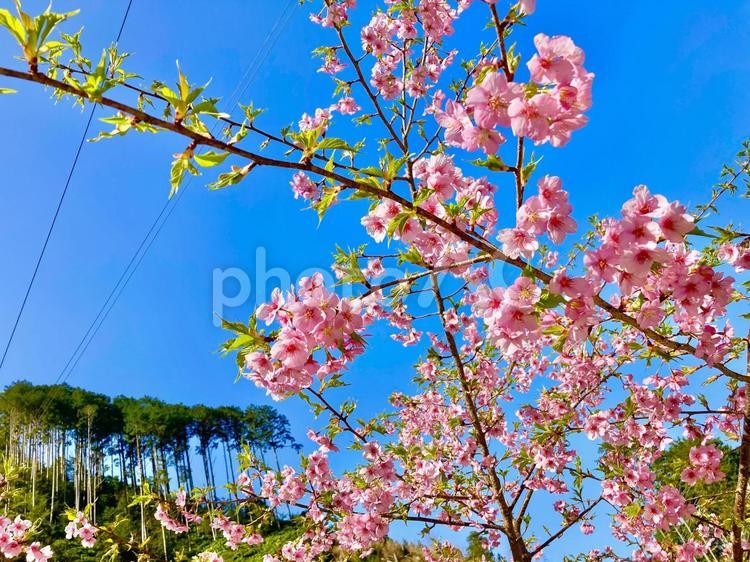 桜の咲き始め③ 桜の素材,花の素材,花の背景素材の写真素材