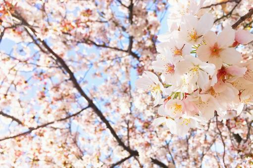 満開の桜のアップの写真