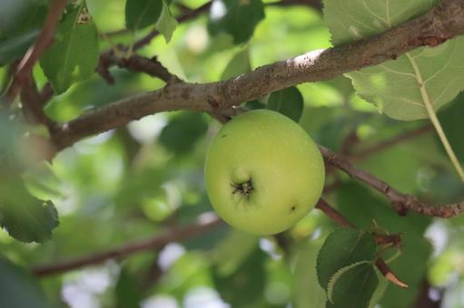 緑色のニュートンのリンゴの実の枝のアップ 緑色,ニュートンのリンゴ,実の写真素材