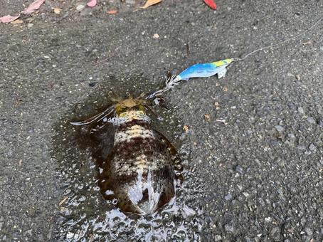 エギングでのアオリイカ アオリイカ,エギング,イカの写真素材