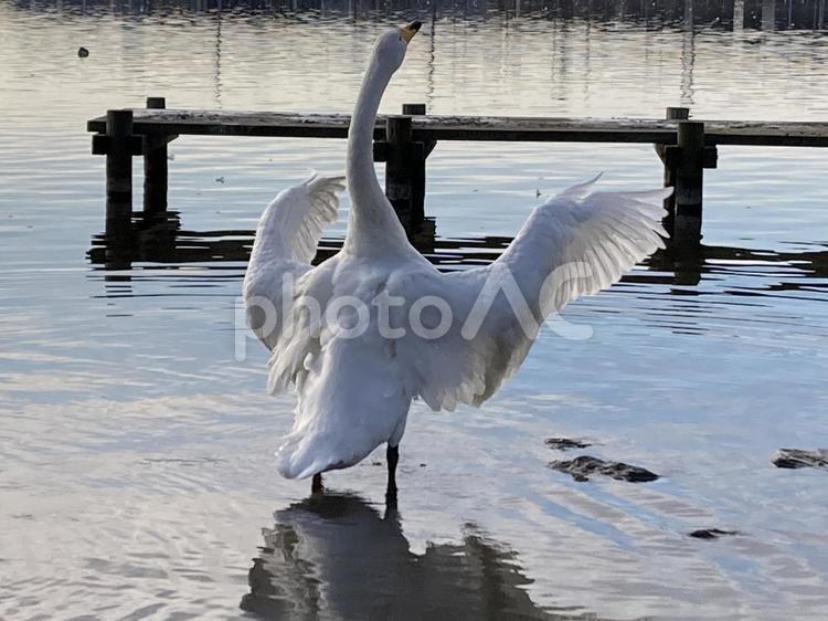 冬の湖でくつろぐ白鳥 白鳥,はくちょう,ハクチョウの写真素材