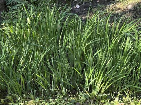 庭 庭,背景,風景の写真素材