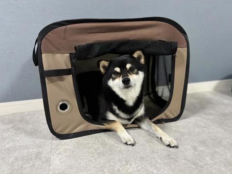 ペットキャリーと柴 犬,柴犬,黒柴の写真素材