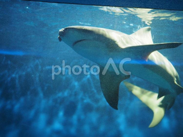水族館で泳ぐサメ サメ,魚類,海の生き物の写真素材