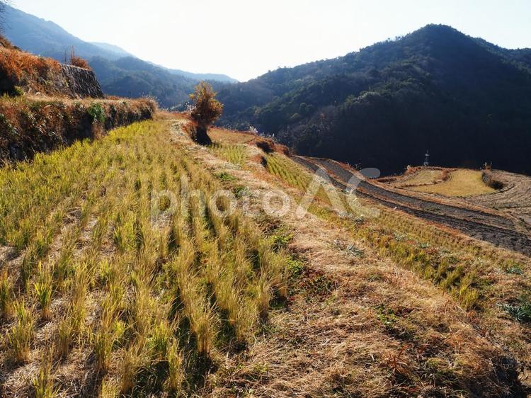 冬の中山千枚田（香川県･小豆島） 小豆島,中山千枚田,棚田の写真素材