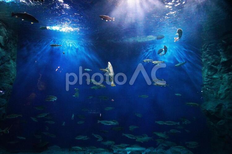 水族館の人気者 魚,水族館,水の写真素材