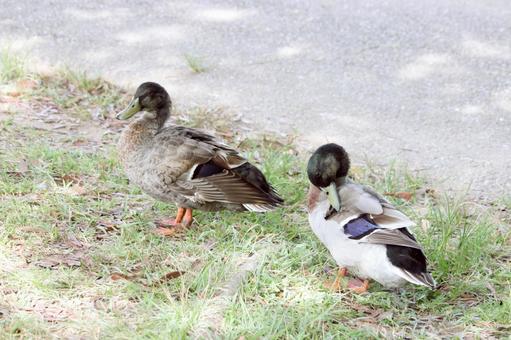 カモ カモの写真