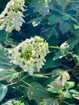 カシワバアジサイ(紫陽花)の白い花 カシワバアジサイ(紫陽花)の白い花 柏葉紫陽花,紫陽花,花の写真素材