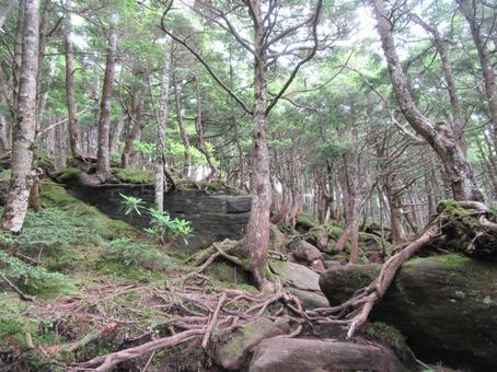 木の根 木の根 苔,登山道,山の写真素材
