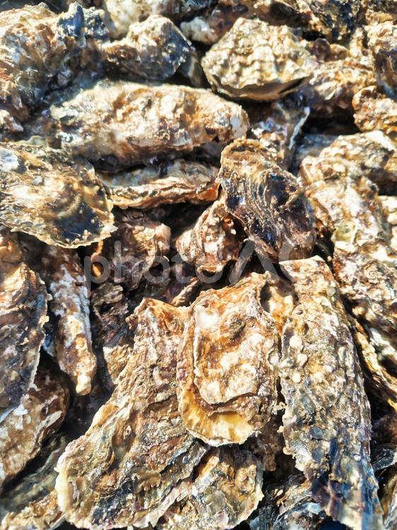 産地直送の新鮮な殻付き牡蠣 カキ,牡蠣,かきの写真素材