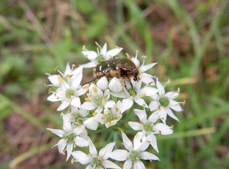 【花の写真】ニラの花 ニラ,韮,花の写真素材
