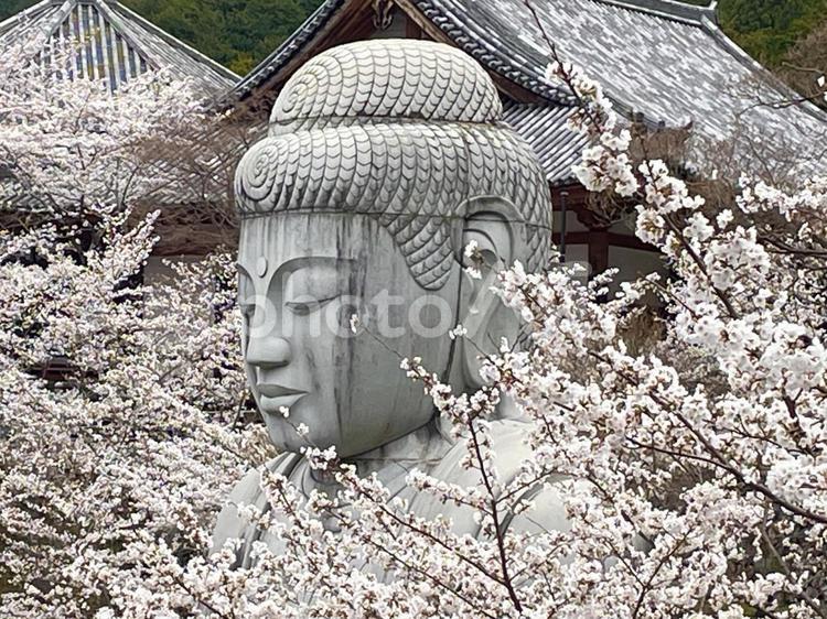 奈良　壷阪寺　桜に包まれる大仏様　4 壷阪寺,つぼさかでら,お顔の写真素材