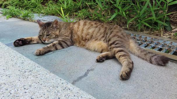 完全に夏バテしてしまったもふもふな猫様 完全に夏バテしてしまったもふもふな猫様の写真