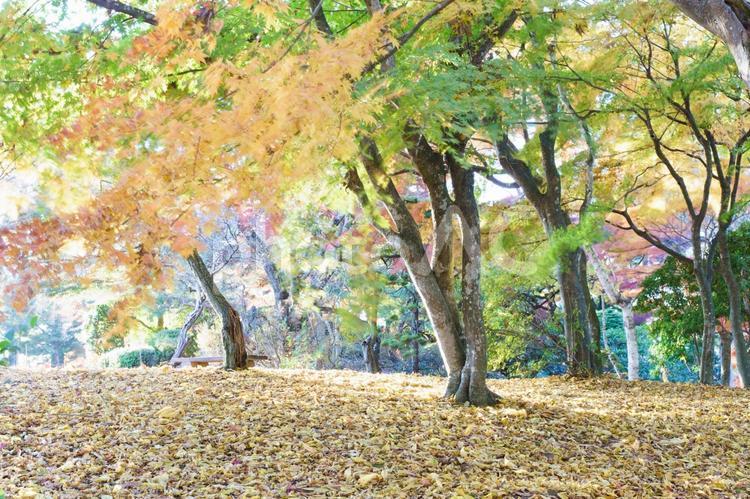 明るい秋の風景 紅葉,秋,もみじの写真素材