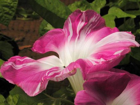Photo, close-up, morning glory, a flower, 