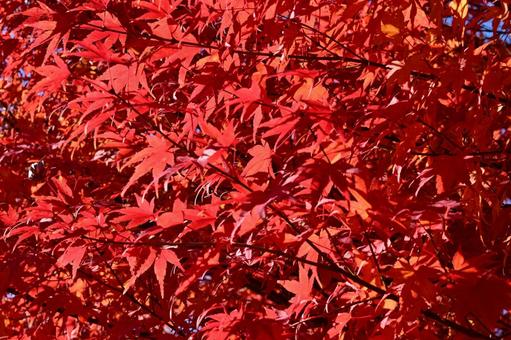 綺麗な紅葉 秋,もみじ,絶景の写真素材