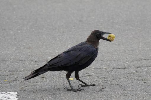 カラス カラス カラス,野生,鳥類の写真素材