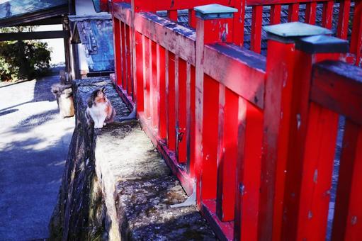 神社に住み着くネコ 神社,猫,動物の写真素材