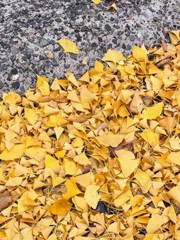 秋色 いちょう,秋の風景,色どりの写真素材