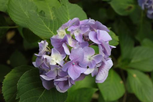 Hydrangea 40, JPG