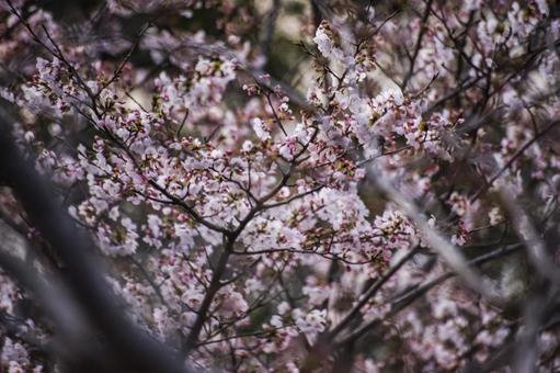 ★＜五島の春＞夜明けの鬼岳樹木園の桜 桜,ソメイヨシノ,春の花の写真素材