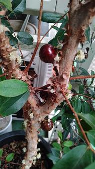 ジャボチカバ ジャボチカバ 観葉植物,葉っぱ,グリーンの写真素材