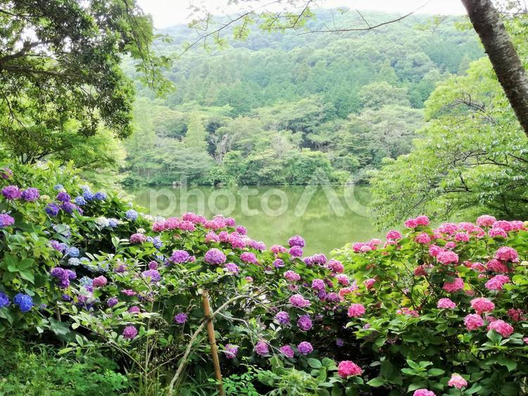 あじさいと池と森 あじさい,紫陽花,アジサイの写真素材