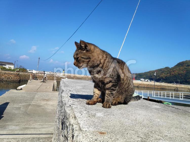 岡山県　真鍋島　物思いにふける猫 真鍋島,岡山県,猫の写真素材