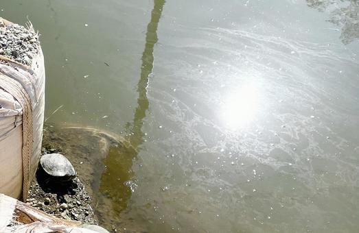 Sparkling water surface and turtles, JPG Sparkling water surface and turtles, JPG