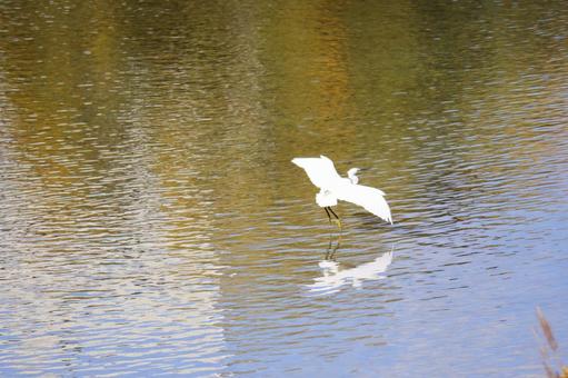 水面に降りようとするシロサギ 水面に降りようとするシロサギの写真