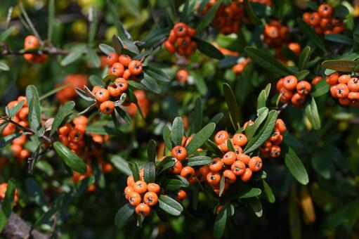 ピラカンサ ピラカンサ,タチバナモドキ,低木の写真素材