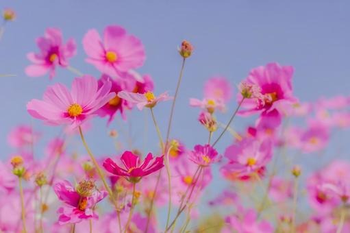 青空に映える秋のコスモス 秋,コスモス,花畑の写真素材