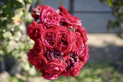 美しいバラの花 美しいバラの花の写真