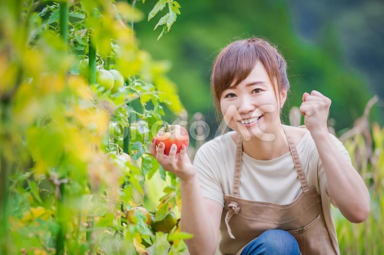 トマトを栽培する女性 家庭菜園,野菜,農業体験の写真素材